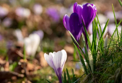 Wielkanoc Zakopane pobyt pakiet Willa Balance and SPA